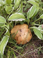 Suillus granulatus