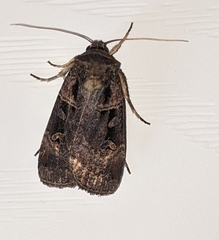 Xestia normanianus