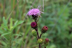 Liatris scariosa