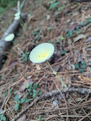 Leucocoprinus fragilissimus
