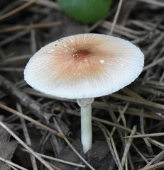 Leucoagaricus rubrotinctus