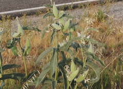 Asclepias eriocarpa