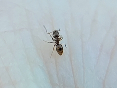 Brachymyrmex patagonicus