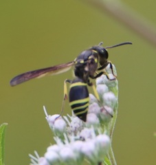 Ancistrocerus antilope
