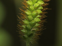 Setaria pumila