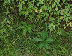 Setaria pumila