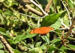 Dryas iulia
