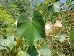 Vitis labrusca