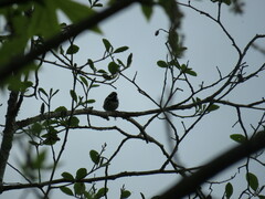 Setophaga nigrescens