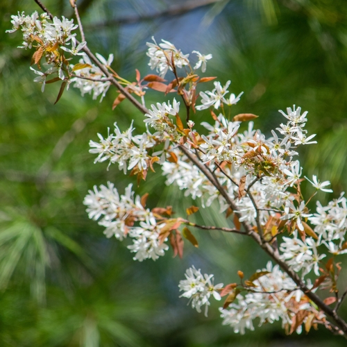 Image of Amelanchier intermedia by (c) Daniel Carr, some rights reserved (CC BY)