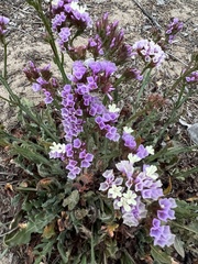 Limonium sinuatum