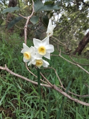 Narcissus jonquilla