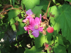 Rubus odoratus