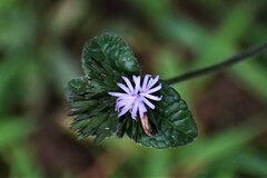 Elephantopus tomentosus