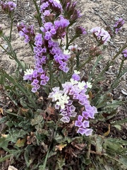 Limonium sinuatum