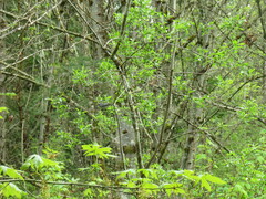 Setophaga nigrescens