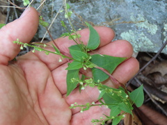 Fallopia