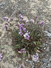 Limonium sinuatum
