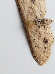 Idaea dimidiata