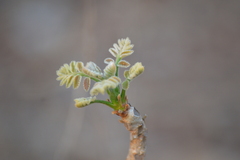 Bursera excelsa