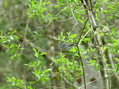 Setophaga nigrescens