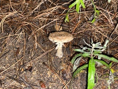 Amanita