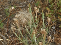 Tragopogon dubius