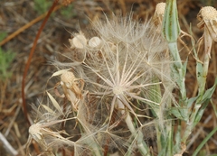 Tragopogon dubius