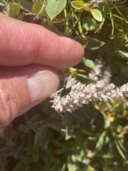 Salix petrophila
