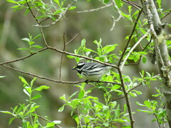 Setophaga nigrescens