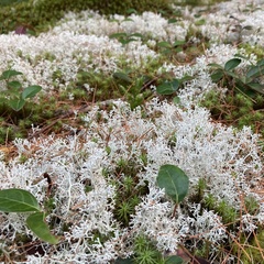 Cladonia rangiferina