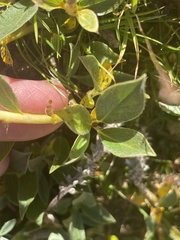 Salix petrophila
