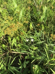 Cyperus erythrorhizos