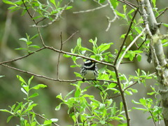 Setophaga nigrescens