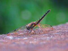 Trithemis festiva