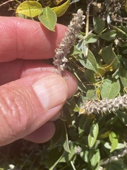 Salix petrophila