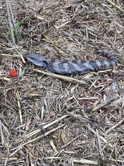 Tiliqua scincoides