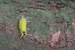Lophocampa
