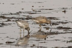 Calidris canutus