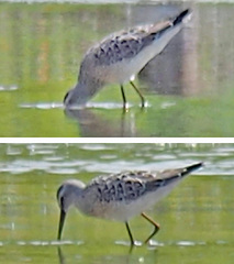 Calidris himantopus