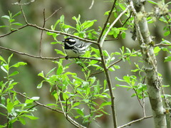 Setophaga nigrescens