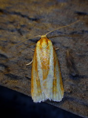 Sparganothis tristriata