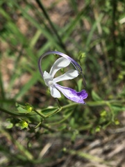 Trichostema arizonicum