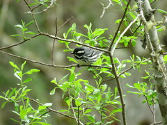 Setophaga nigrescens