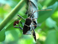 Leptoglossus phyllopus
