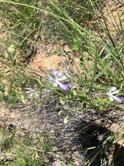 Trichostema arizonicum