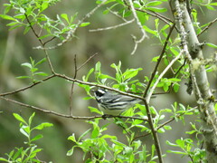 Setophaga nigrescens