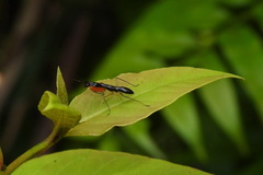 Odontomantis planiceps