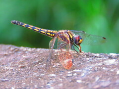 Trithemis festiva