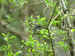 Setophaga nigrescens